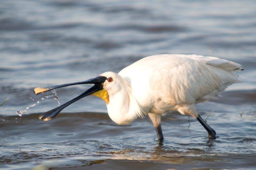Igluhut De Keet, In Natuurgebied En Vlakbij Het Strand Callantsoog Bagian luar foto